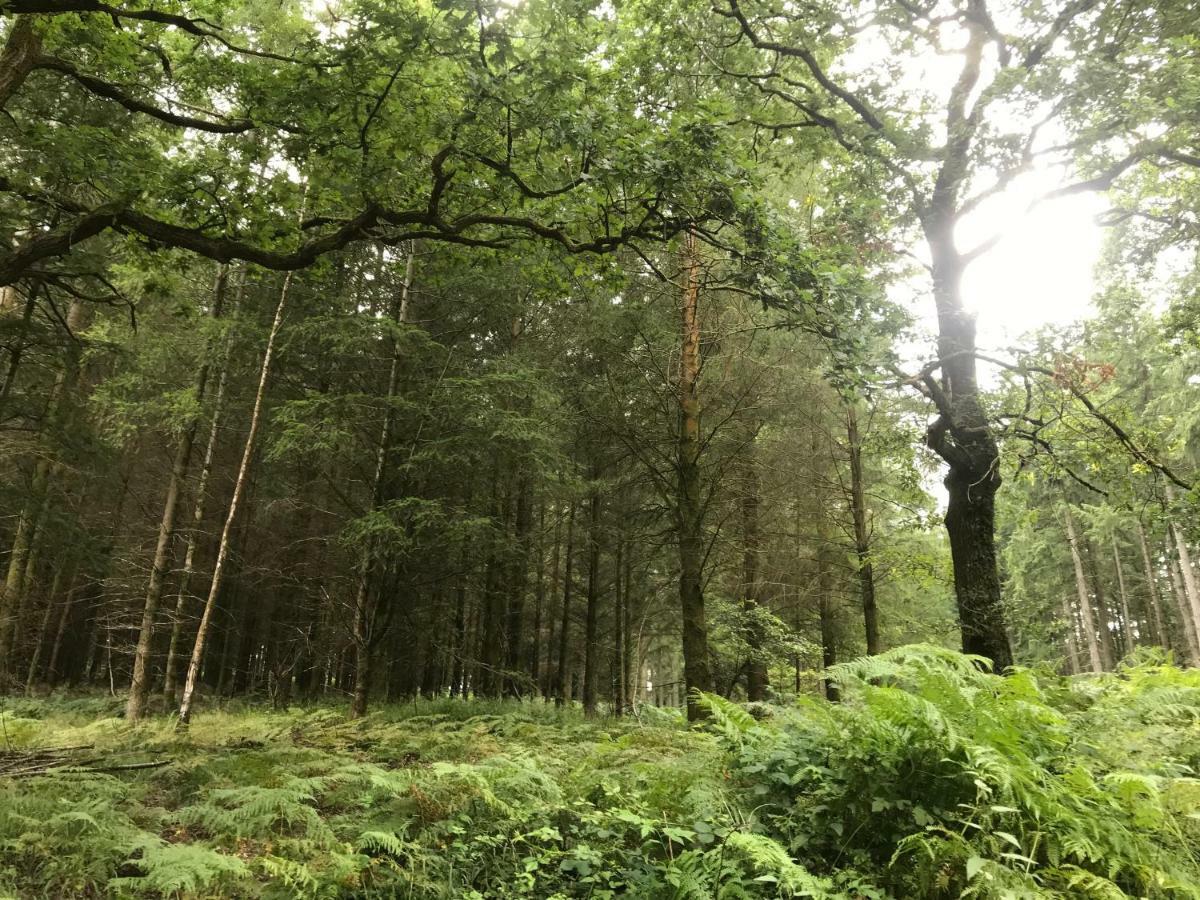 Old Co Op House -Forest Of Dean Bream Екстер'єр фото