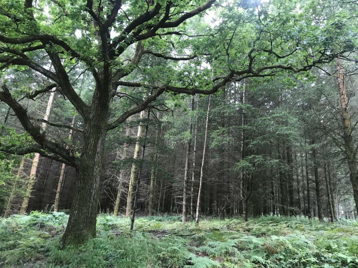 Old Co Op House -Forest Of Dean Bream Екстер'єр фото